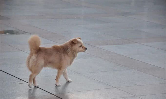 文明礼仪普及小知识丨文明养犬