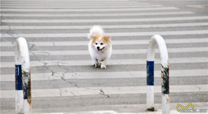 文明礼仪普及小知识丨文明养犬