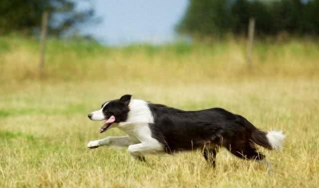 挑选纯种边牧犬:关键步骤与考量因素
