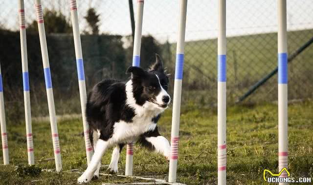 挑选纯种边牧犬:关键步骤与考量因素