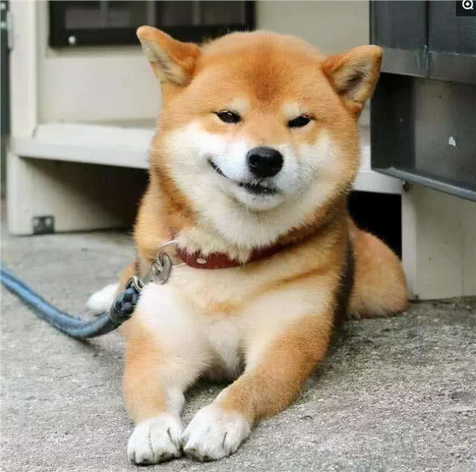 柴犬老是咬人，怎么办?主人百思不解，快来看看驯狗妙招