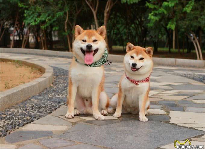 柴犬老是咬人，怎么办?主人百思不解，快来看看驯狗妙招
