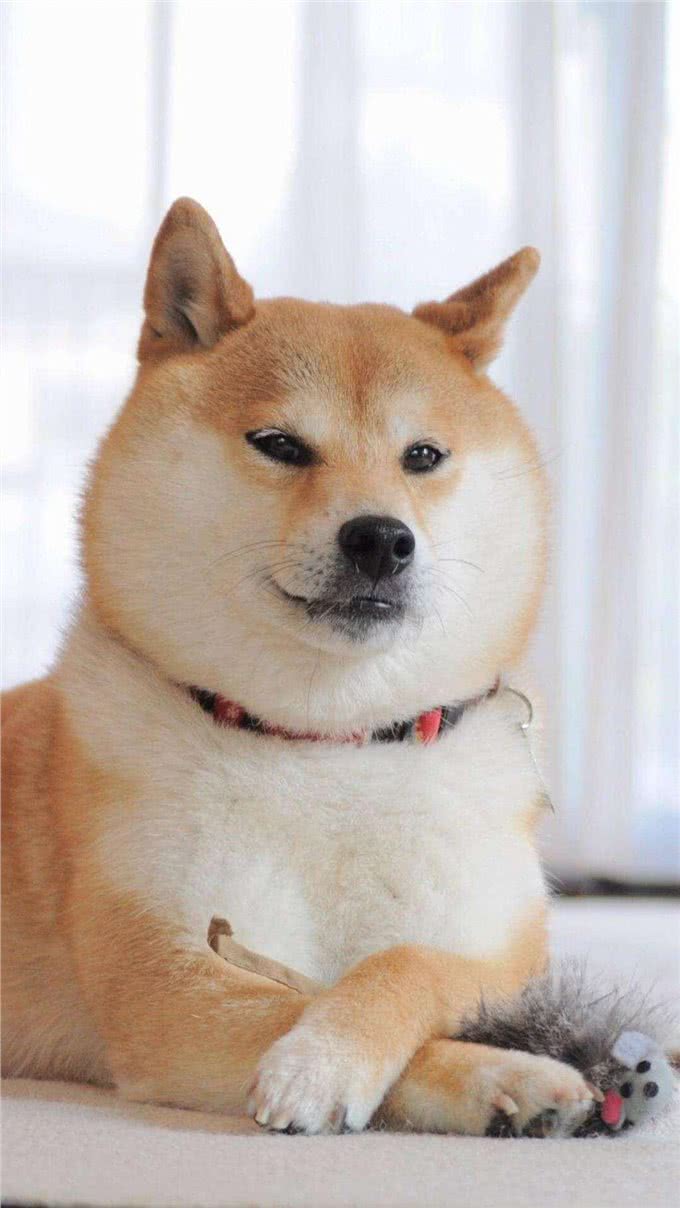 柴犬老是咬人，怎么办?主人百思不解，快来看看驯狗妙招