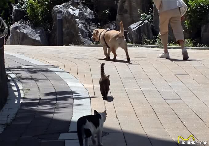 吸猫体质的狗狗，每天散步都有流浪猫陪跑，还顺带救了一窝小奶猫