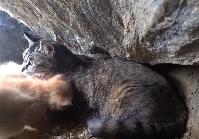 吸猫体质的狗狗，每天散步都有流浪猫陪跑，还顺带救了一窝小奶猫