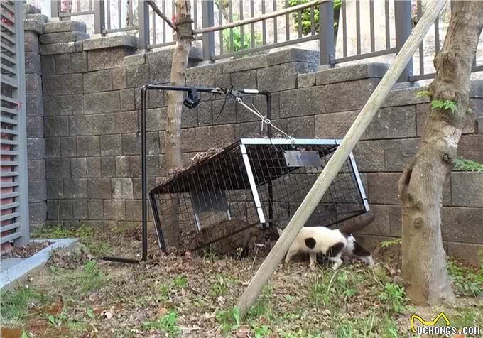 吸猫体质的狗狗，每天散步都有流浪猫陪跑，还顺带救了一窝小奶猫