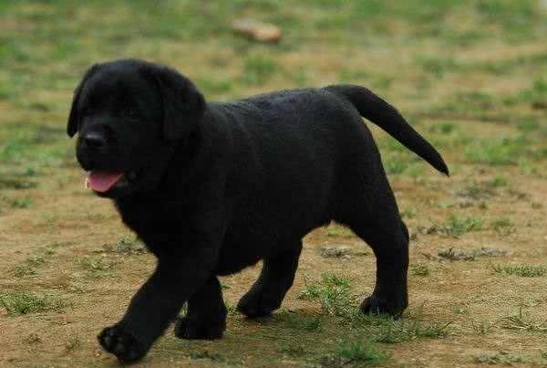 在你购买拉布拉多犬前，了解影响其幼犬价格的因素，是非常有益的