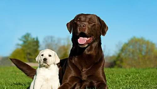 在你购买拉布拉多犬前，了解影响其幼犬价格的因素，是非常有益的