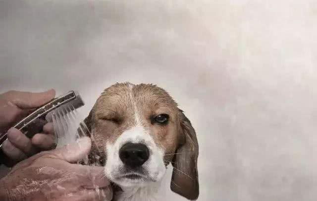 夏日狗狗沐浴露的选择