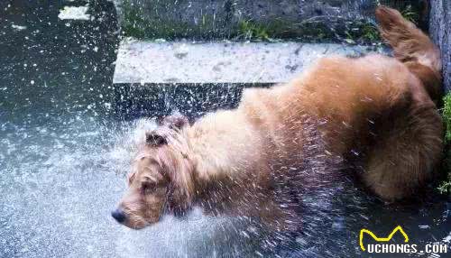 夏日狗狗沐浴露的选择