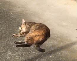 猫咪太久没出门，晒太阳兴奋得一直打滚!太可爱了