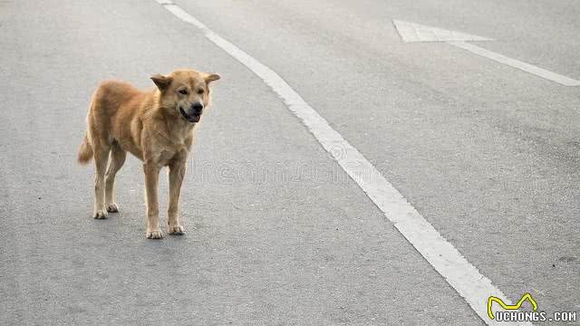 狗狗:人类语言的神秘听众