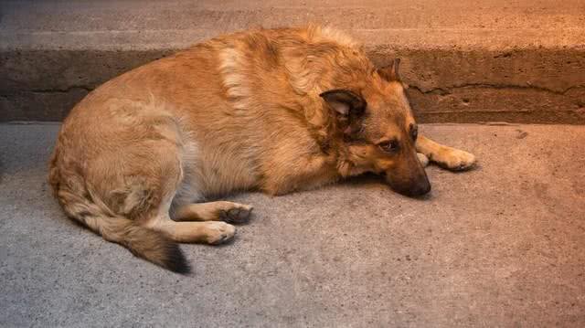 狗狗:人类语言的神秘听众
