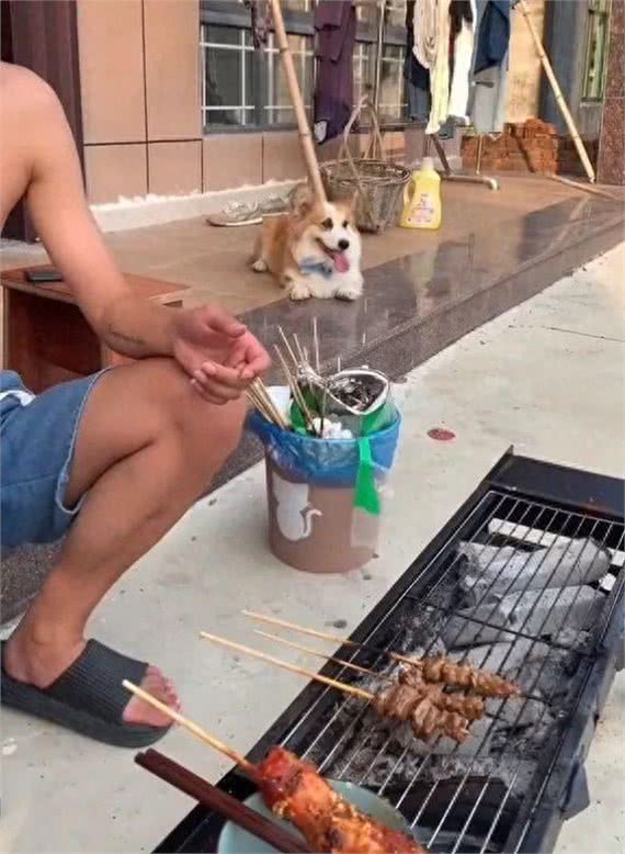 柯基被全村最潦草的狗子霍霍了，生娃堪比开盲盒~
