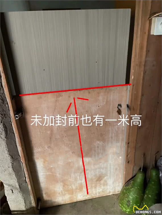 柯基被全村最潦草的狗子霍霍了，生娃堪比开盲盒~