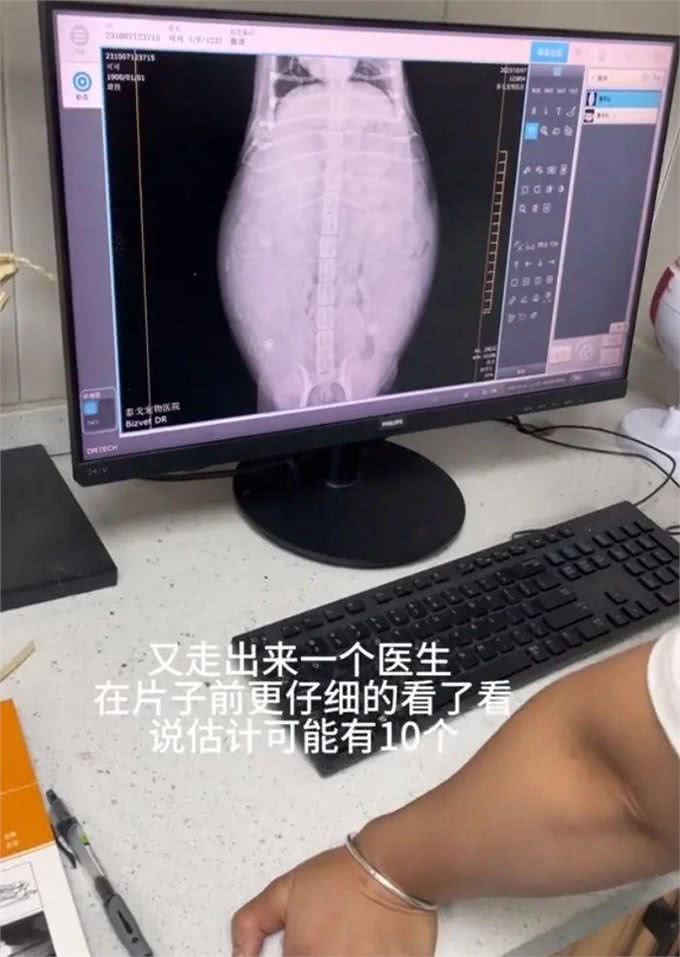 柯基被全村最潦草的狗子霍霍了，生娃堪比开盲盒~