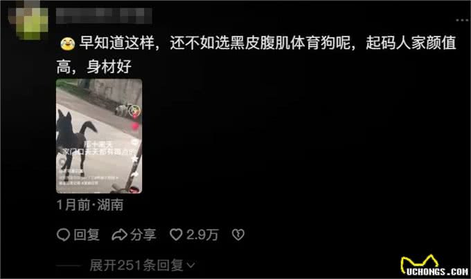 柯基被全村最潦草的狗子霍霍了，生娃堪比开盲盒~