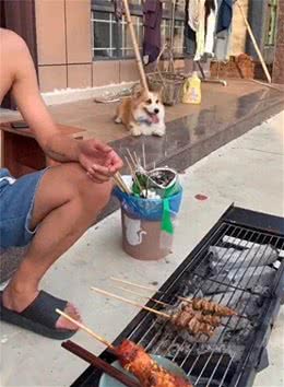 柯基被全村最潦草的狗子霍霍了，生娃堪比开盲盒~