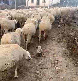 国外一只牧羊犬幼崽刚满月，就出来驱赶羊群，反被羊群当成小羊羔
