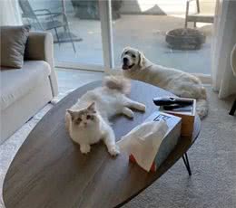 忠诚的狗不再是唯一选择，为什么越来越多人爱猫?