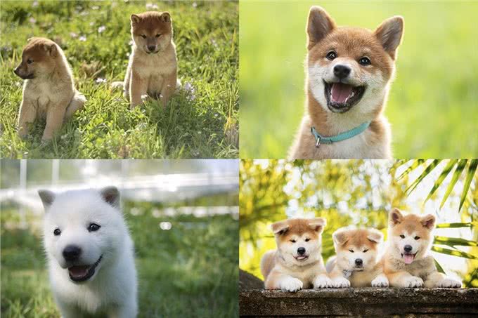 聪明、听话、可爱!柴犬和秋田犬等日本犬的迷人魅力