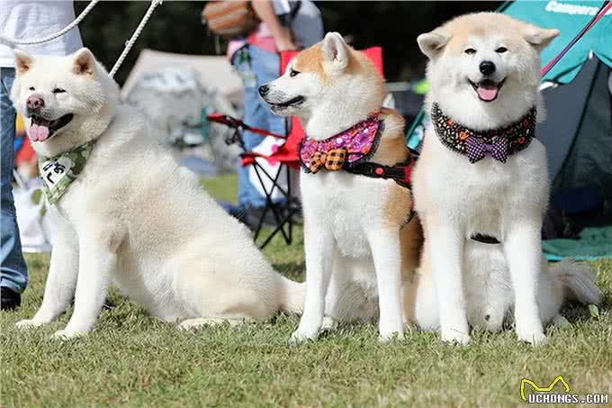 聪明、听话、可爱!柴犬和秋田犬等日本犬的迷人魅力
