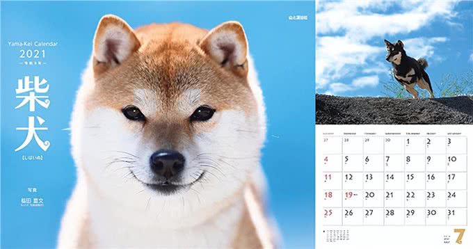 聪明、听话、可爱!柴犬和秋田犬等日本犬的迷人魅力