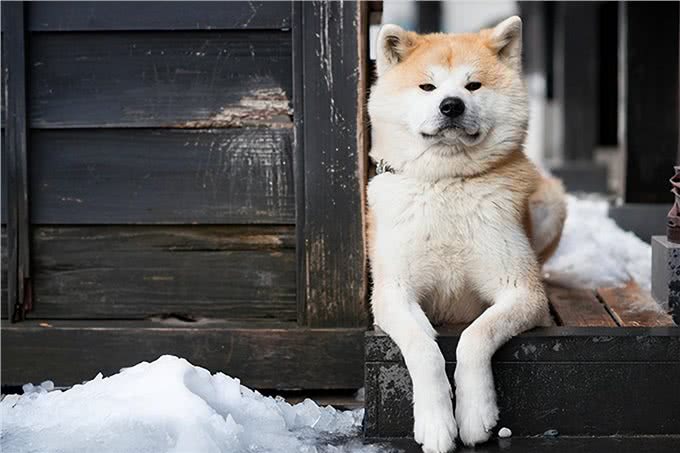 聪明、听话、可爱!柴犬和秋田犬等日本犬的迷人魅力