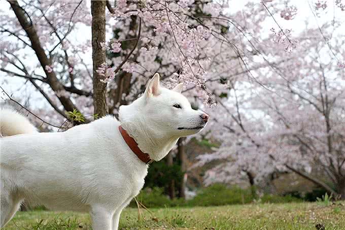 聪明、听话、可爱!柴犬和秋田犬等日本犬的迷人魅力