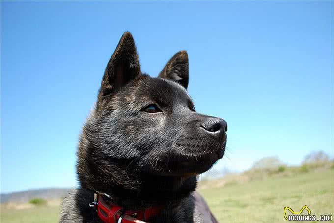 聪明、听话、可爱!柴犬和秋田犬等日本犬的迷人魅力