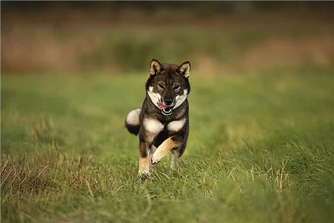 聪明、听话、可爱!柴犬和秋田犬等日本犬的迷人魅力