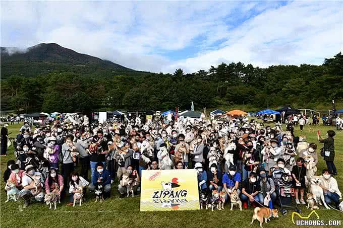 聪明、听话、可爱!柴犬和秋田犬等日本犬的迷人魅力