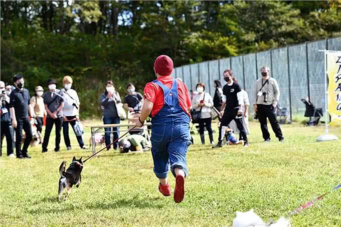 聪明、听话、可爱!柴犬和秋田犬等日本犬的迷人魅力