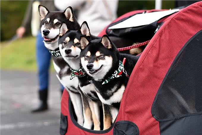 聪明、听话、可爱!柴犬和秋田犬等日本犬的迷人魅力