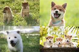 聪明、听话、可爱!柴犬和秋田犬等日本犬的迷人魅力