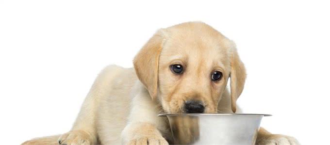 拉布拉多犬意外走失，主人没有寻找，结果第二天又领养了一只狗狗