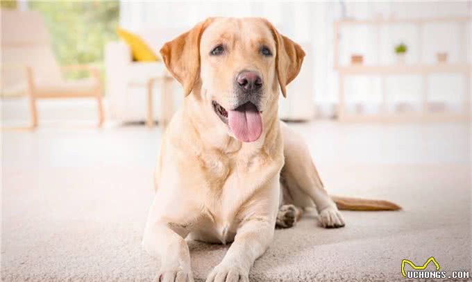 拉布拉多犬意外走失，主人没有寻找，结果第二天又领养了一只狗狗