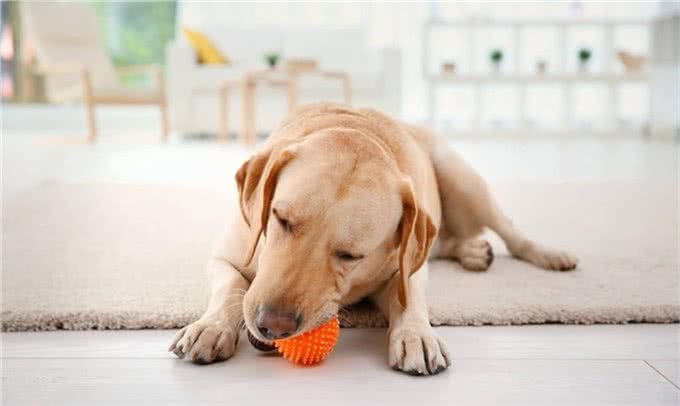 拉布拉多犬意外走失，主人没有寻找，结果第二天又领养了一只狗狗