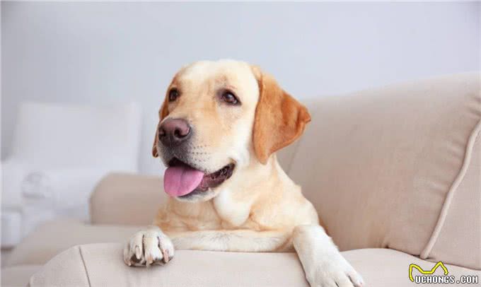 拉布拉多犬意外走失，主人没有寻找，结果第二天又领养了一只狗狗