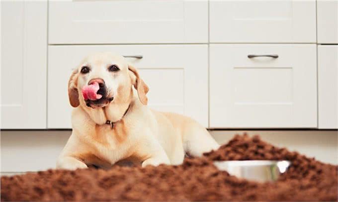 拉布拉多犬意外走失，主人没有寻找，结果第二天又领养了一只狗狗