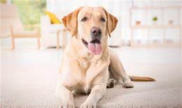 拉布拉多犬意外走失，主人没有寻找，结果第二天又领养了一只狗狗