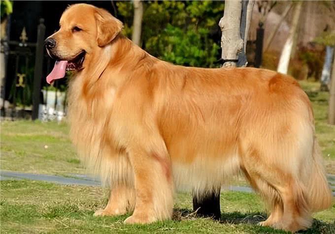 金毛犬掉毛怎么清理?