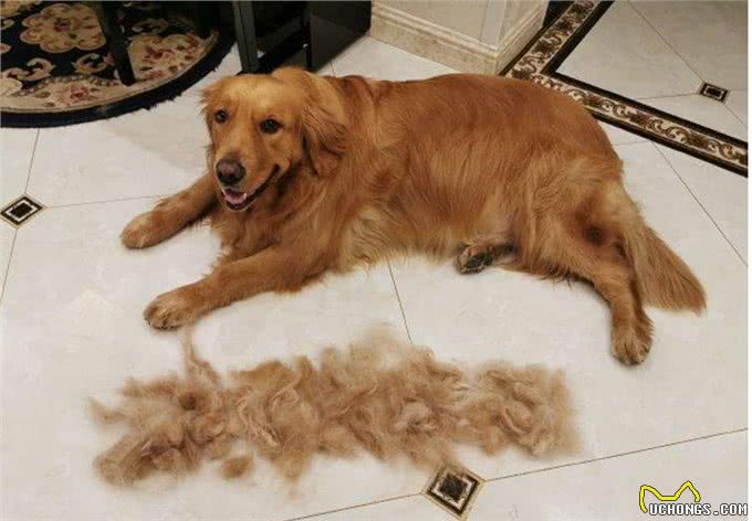 金毛犬掉毛怎么清理?