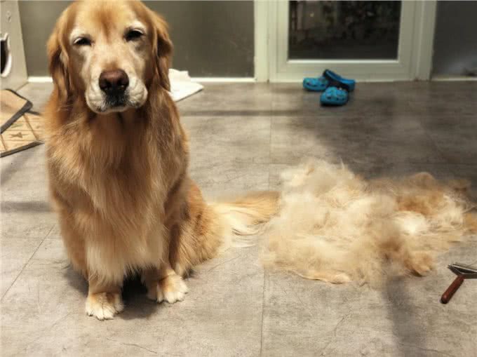 金毛犬掉毛怎么清理?