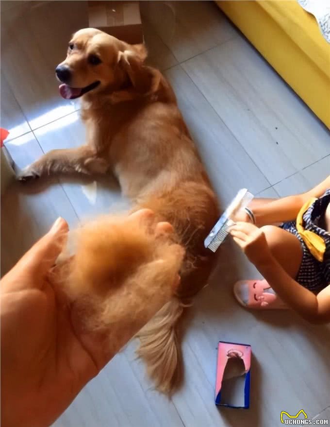 金毛犬掉毛怎么清理?