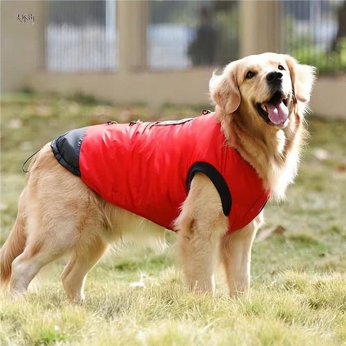 金毛犬掉毛怎么清理?