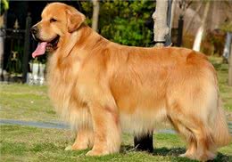 金毛犬掉毛怎么清理?