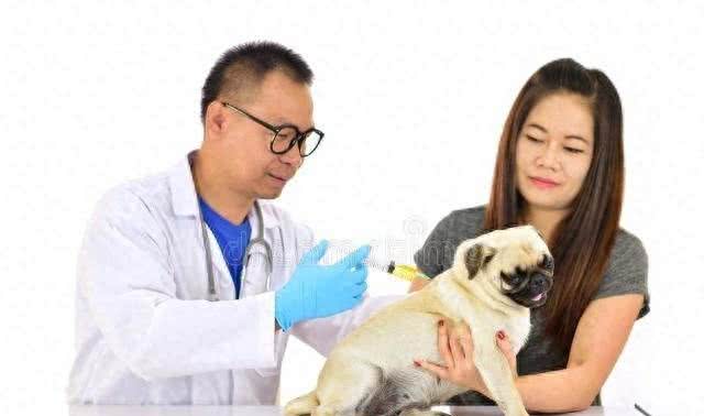 养狗问题的思考