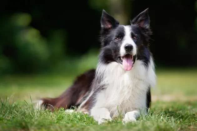 养柯利犬为什么不能随意用药?特殊之处在这里
