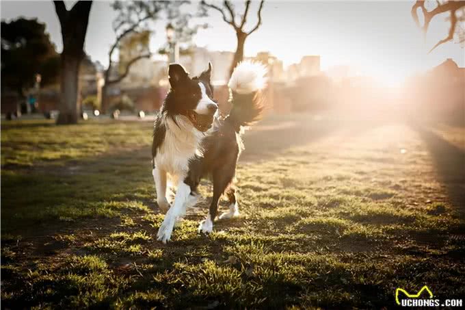 养柯利犬为什么不能随意用药?特殊之处在这里